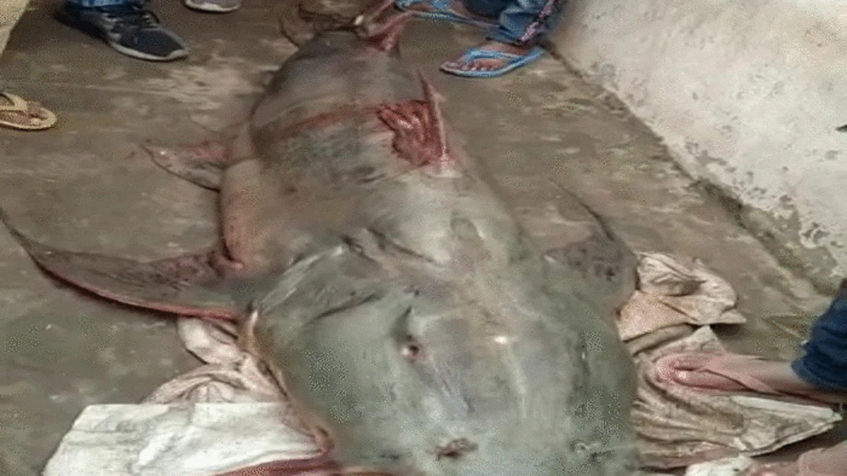 देवरिया: सरयू में मिली 9 फीट की विशालकाय मछली, साइज देखकर हर कोई रह गया हैरान