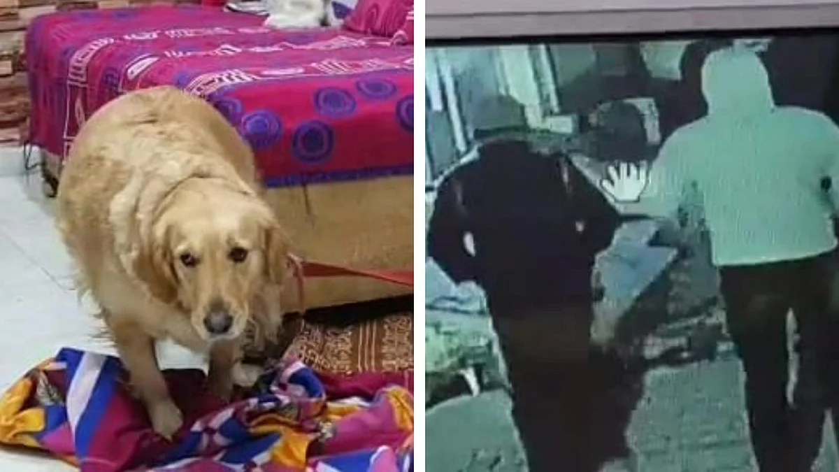 मेरठ: डकैती डालने आए बदमाशों से भिड़ गया डॉगी 'जिम्मी', पिस्टल देख हुआ हमलावर और फिर...