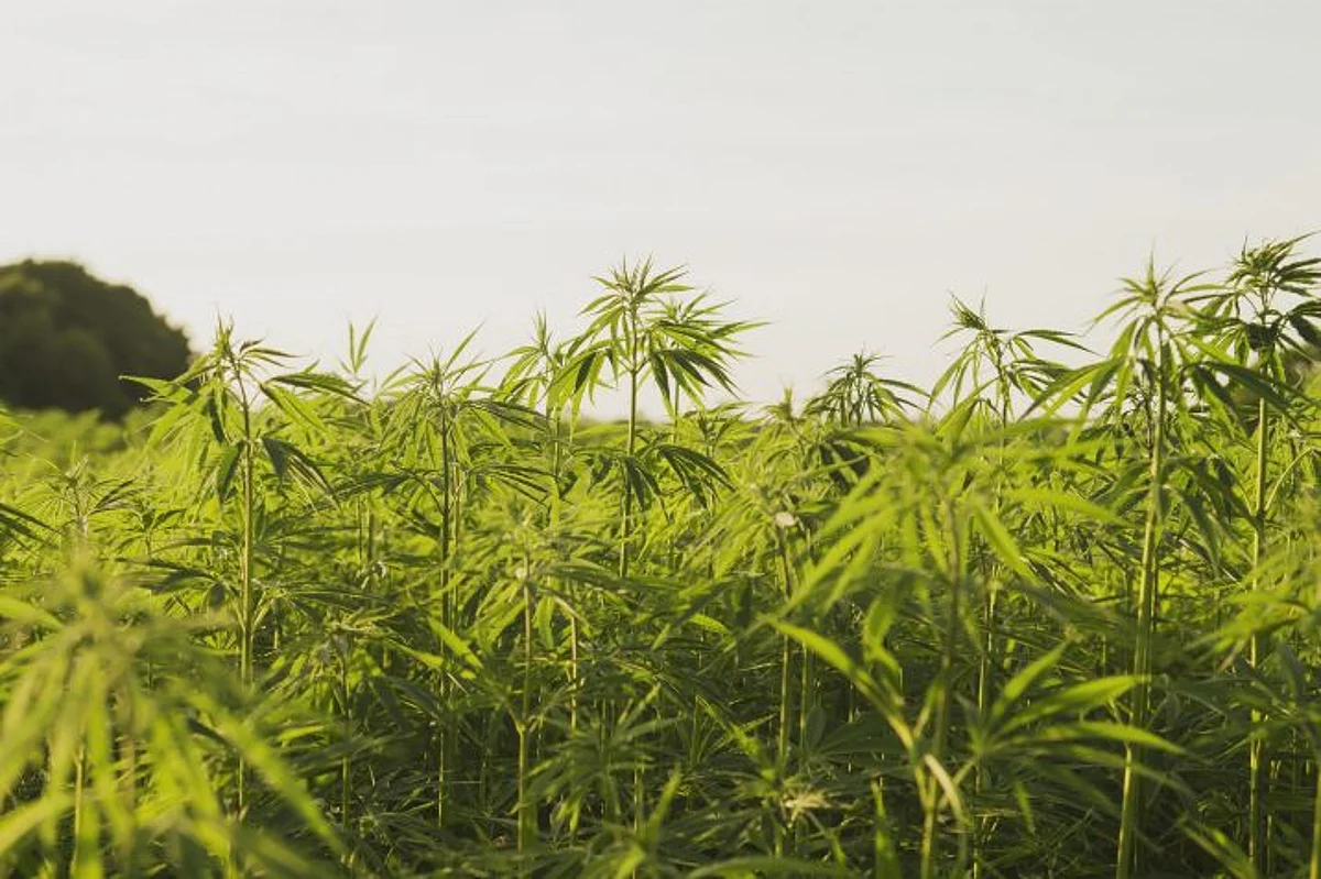 What went wrong with hemp?