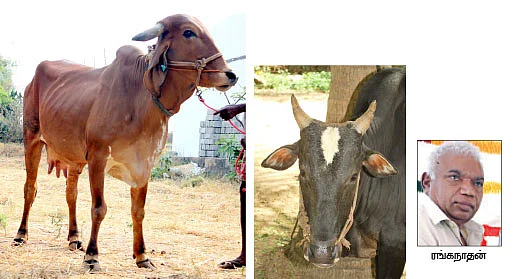 நீங்கள் கேட்டவை - ''கிச்சிலி சம்பா, பாரம்பரிய நெல் ரகமா..?''