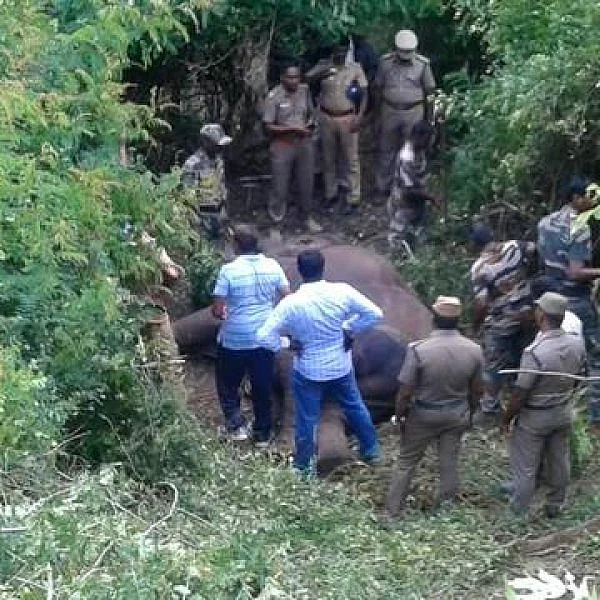 யானைகள் தந்தங்களுக்காக வேட்டையாடப்பட்டதா? - வனவிலங்கு குற்றத்தடுப்பு பிரிவு உத்தரவிட்ட நீதிமன்றம்