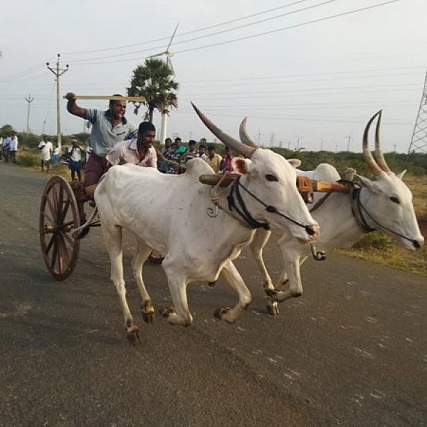 `1.37 நிமிடத்தில் ஒரு கி.மீ. தூரம்' - நெல்லை மாட்டு வண்டிப் போட்டியில் சீறிப்பாய்ந்த காளைகள்!