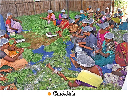 முத்தான வருமானம் தரும் முருங்கை இலை! - மாதம் ரூ 1,30,000 திருநெல்வேலியிலிருந்து துபாய்க்கு...