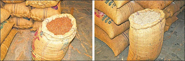 நிலையான வருமானம் கொடுக்கும் சோளம்!