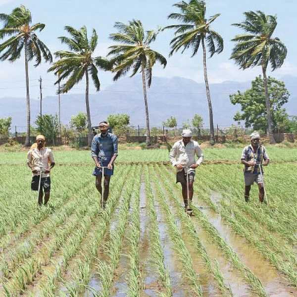 அணிவகுக்கும் அம்பாசமுத்திரம் நெல் ரகங்கள்... - ஏக்கருக்கு 16 டன் மகசூல் தந்த அதிசயம்!