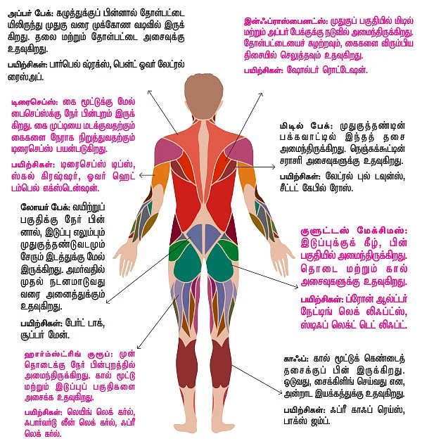 தசைகள் 16