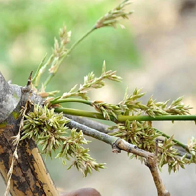 மூங்கில் அரிசி... இயற்கையின் அற்புதக் கொடை!