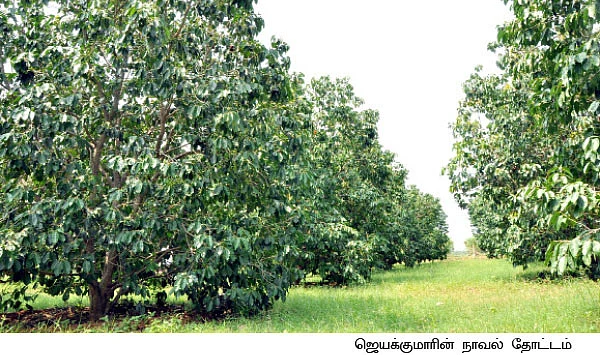 ஒரு ஏக்கர்... ஆண்டுக்கு 5 லட்சம்...