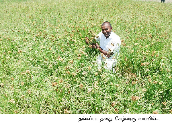 எரு... விதைப்பு... தண்ணீர்... அறுவடை..!