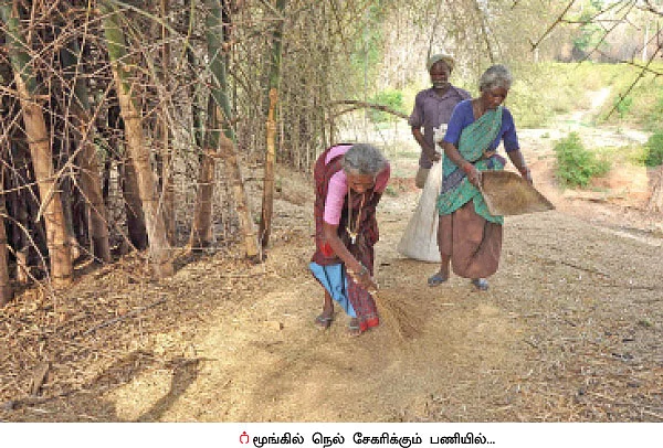 மூங்கில் அரிசி... இயற்கையின் அற்புதக் கொடை!