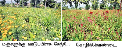 மஞ்சளுடன் கூட்டணி போடும்