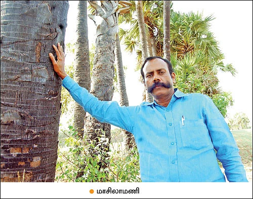 தமிழகத்தில் பெருகி வரும் யாழ்ப்பாணப் பனை!