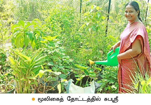 மாடியில் மூலிகைத்தோட்டம்!