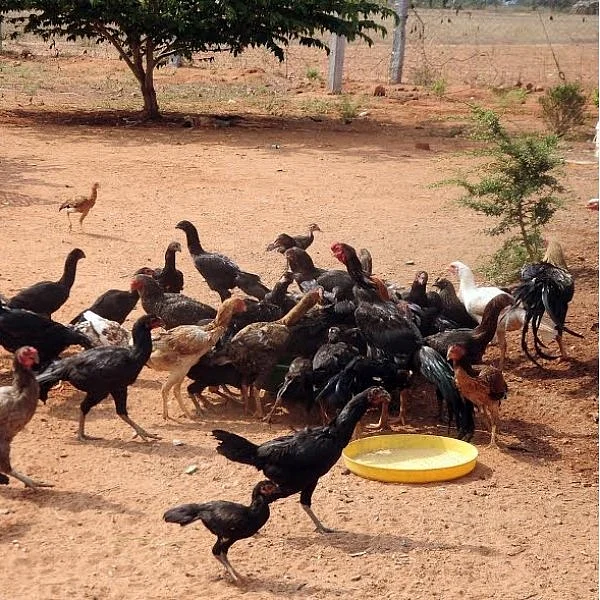 நாட்டுக் கோழி வளர்ப்பு