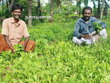 முத்தான வருமானம் தரும் சத்தான கீரைகள்!