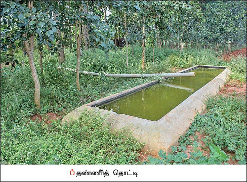வருமானத்துக்கு மா, வாழை... சூழலுக்கு வேங்கை, குமிழ்..!
