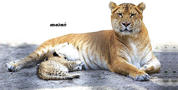 மாயா டீச்சரின் மந்திரக் கம்பளம் !