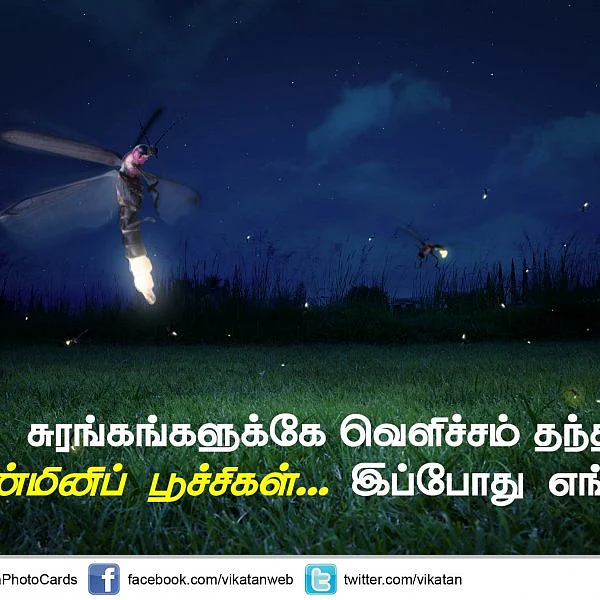 சுரங்கங்களுக்கே வெளிச்சம் தந்த மின்மினிப் பூச்சிகள்... இப்போது எங்கே? #VikatanPhotoCards