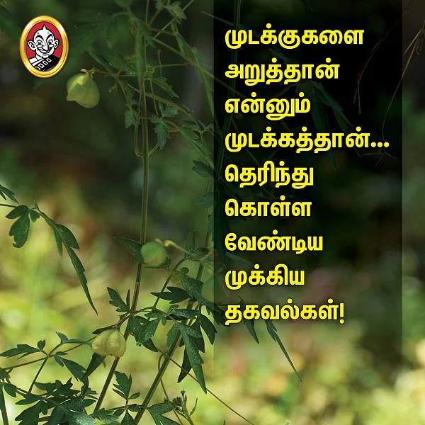 முடக்குகளை அறுத்தான் என்னும் முடக்கத்தான்... தெரிந்துகொள்ள வேண்டிய முக்கிய தகவல்கள்! #VikatanPhotoStory