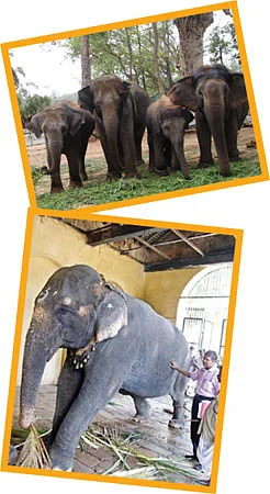 வலையோசை : விவசாயி