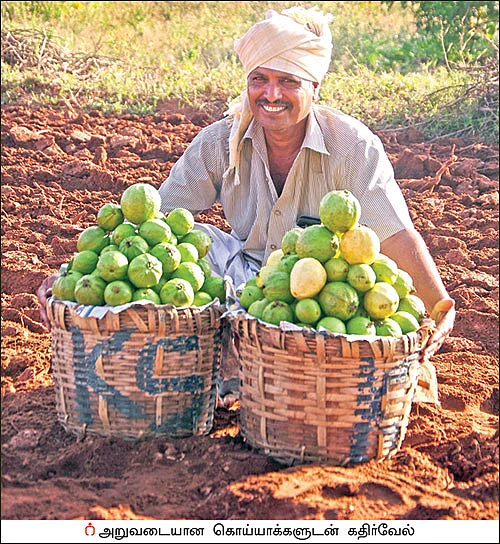 10 ஏக்கர்... ஆண்டுக்கு ரூ 30 லட்சம் வருமானம்! - கொட்டிக் கொடுக்கும் கொய்யா