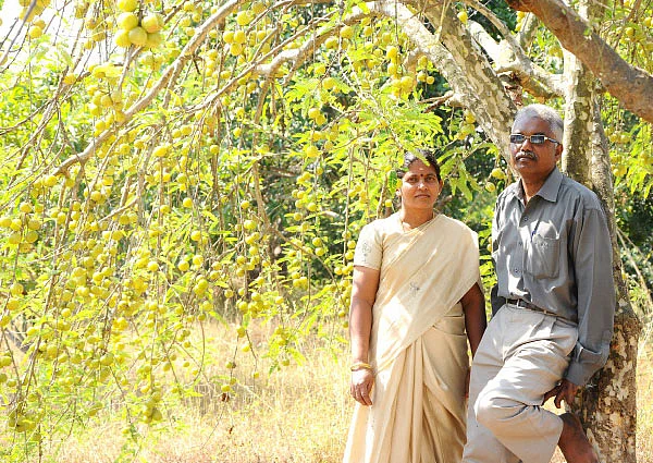 மா... நெல்லி... கொய்யா... சப்போட்டா...