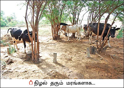 சீமைக் கருவேலமரம்... அத்தனை ஆபத்தானதா?