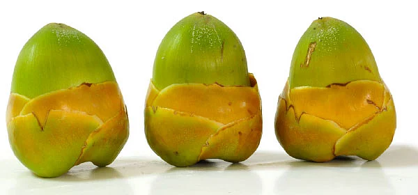 தேங்காயில் இருக்கு அழகும் ஆரோக்கியமும் !