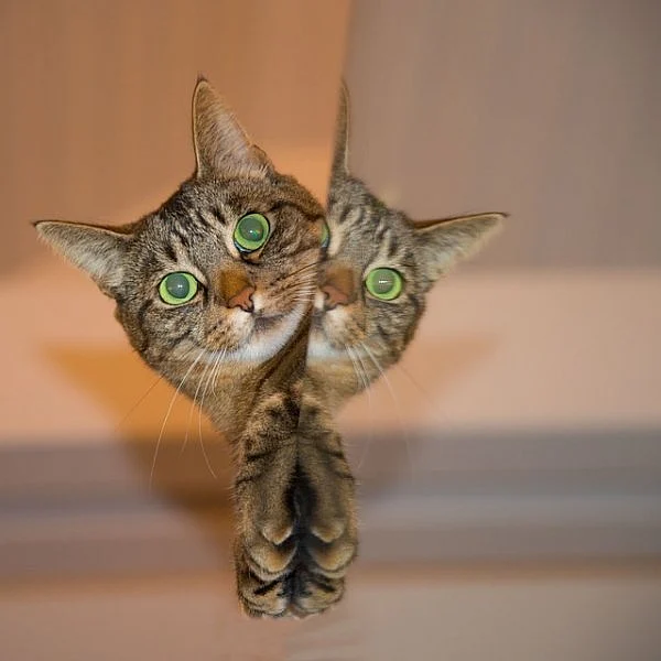 பூனை