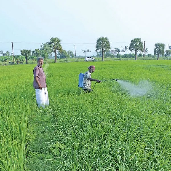 கொட்டிக் கொடுக்கும் கருத்தக்கார்... மதிப்புக் கூட்டினால் மகத்தான லாபம்!