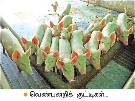 பணம் குவிக்கும் பண்ணைத்தொழில்கள் - 4 - வெண்பன்றி... கழிவுகளைப் பணமாக்கும் கால்நடை!