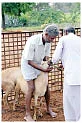 மரத்தடி மாநாடு