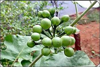 சுட்டி ஸ்டார் நியூஸ்