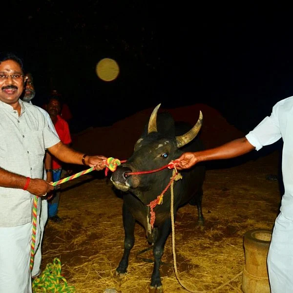 'கருப்பன்' காளையைக் காண வந்த டி.டி.வி.தினகரன்! - களைகட்டிய பிடாரம்பட்டி கிராமம்