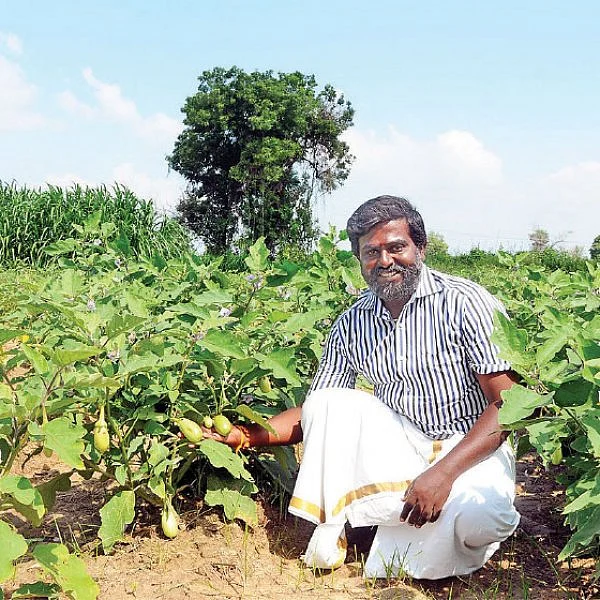 40 சென்ட்டில் ரூ.1 லட்சம்... கலக்கல் வருமானம் கொடுக்கும் ‘காஞ்சி’ கத்திரி..!
