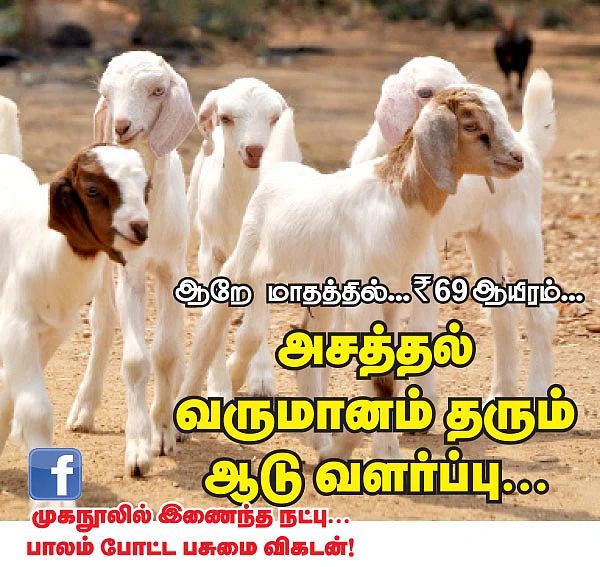 ஆறே மாதத்தில்... 69 ஆயிரம்... அசத்தல் வருமானம் தரும் ஆடு வளர்ப்பு...