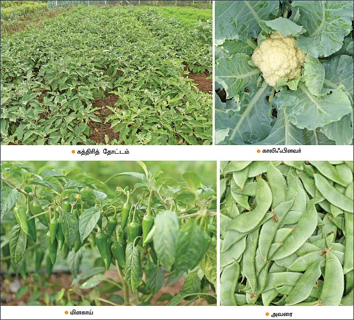 2 ஏக்கர் நிலம்... மாதம் ரூ.60,000... மாநகரில் செழிக்கும் இயற்கை விவசாயம்!