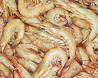 தண்டோரா