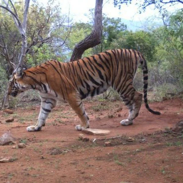 ‘காட்டுக்குள் ஜாலியாக ஒரு ட்ரிப்!’ - சத்தியமங்கலம் `மாயா சூழல் சுற்றுலா’ திட்டம்