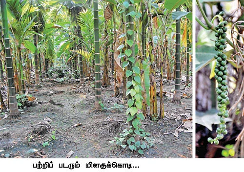 சமவெளியிலும் சளைக்காமல் வளரும் மிளகு!