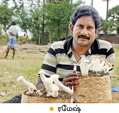 மாதம் ரூ.1,44,000... ‘பலே’ வருமானம் கொடுக்கும் பால்காளான்!
