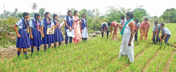 சுவை தரும்... சத்து தரும்... சின்ன வெங்காயம்!