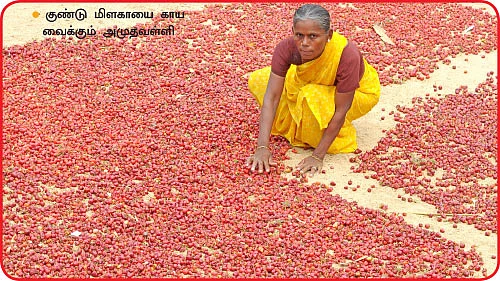 மானாவாரிக்கேற்ற குண்டு மிளகாய்...