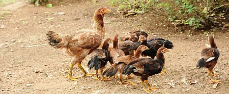 தண்டோரா