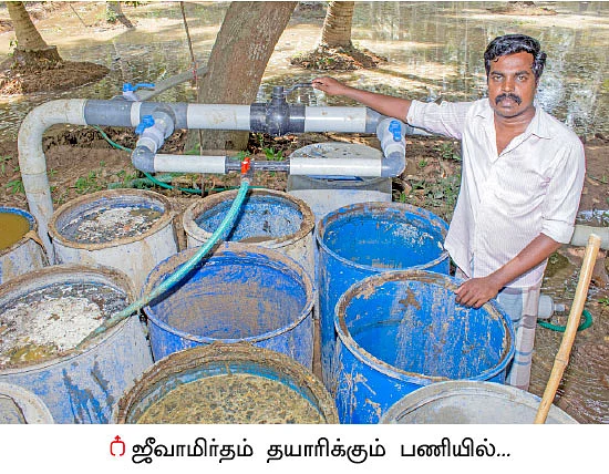 தெம்பான வருமானம் கொடுக்கும் தென்னை...