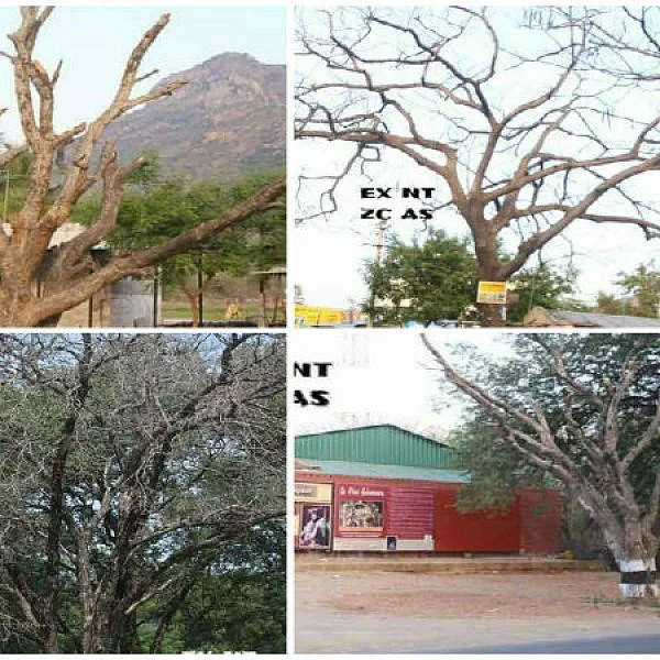 கிரிவலப்பாதைக்காக மரங்களின் வேரில் ஆசிட்... என்ன நடக்கிறது திருவண்ணாமலையில்?