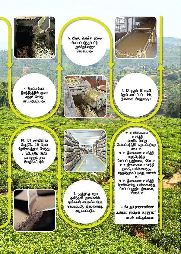 எப்படிக் கிடைக்குது தித்திக்கும் தேநீர்?