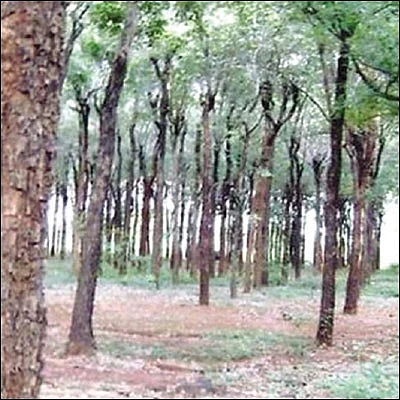 1 டன் ரூ 1 கோடி... செம்மரம் வளர்ப்பில் சிக்கல் உண்டா?