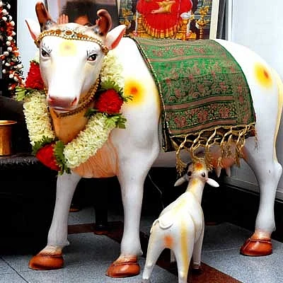 மாட்டுச்சாணத்தின் மகிமை!