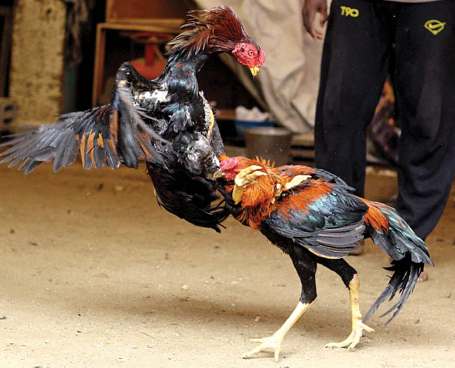 இது கொக்கரக்கோ கேம்